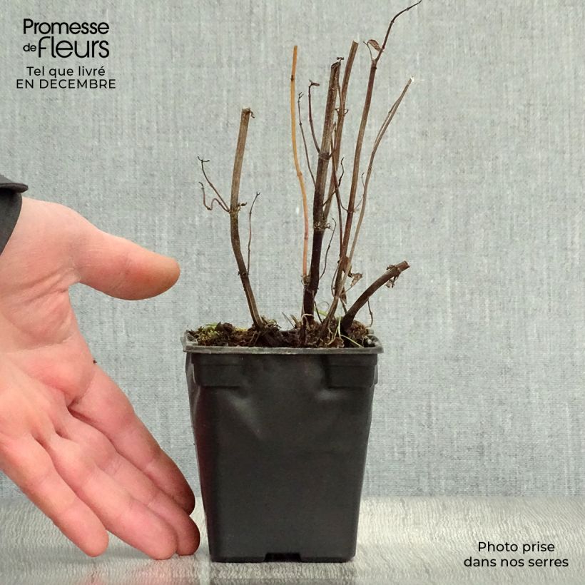 Mentastro verde Russo Bio Vasetto da 7/8 cm esemplare consegnato in inverno