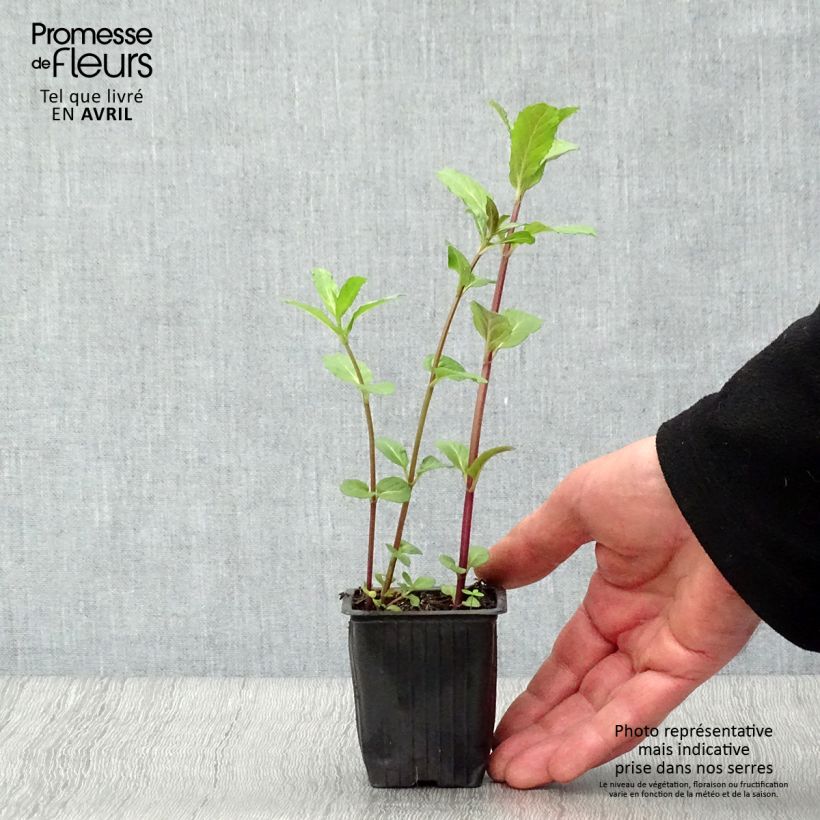 Mentastro verde Russo Bio Vasetto da 7/8 cm esemplare consegnato in primavera