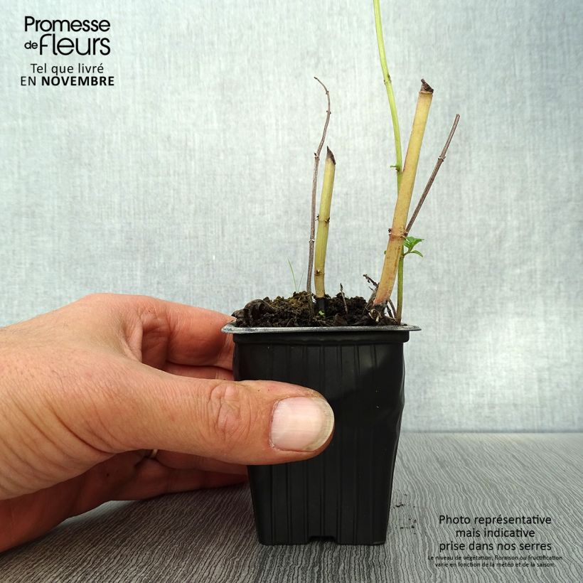 Esemplare di Mentastro verde Russo Bio Vasetto da 7/8 cm come consegnato in autunno