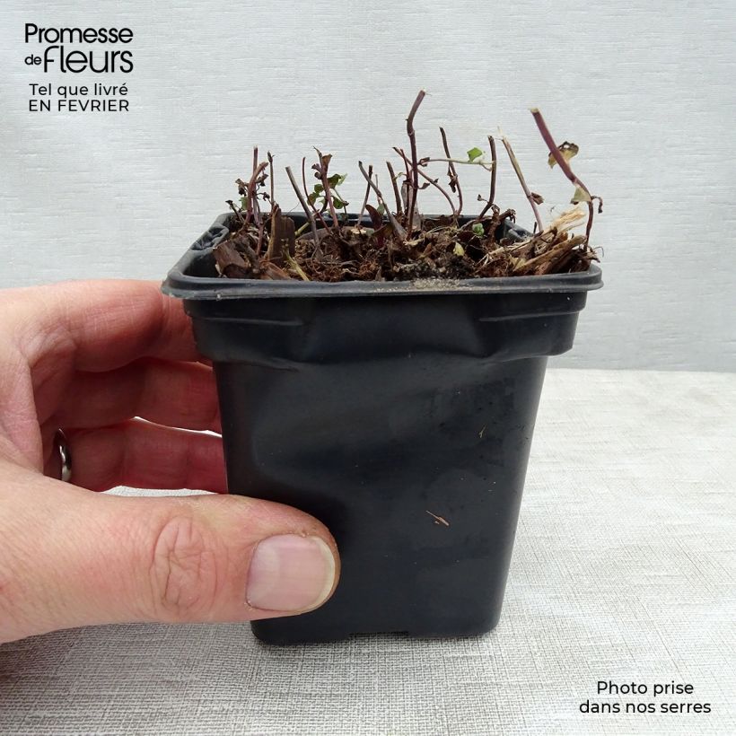 Mentha Tunisino Bio Vasetto da 8/9 cm esemplare consegnato in inverno