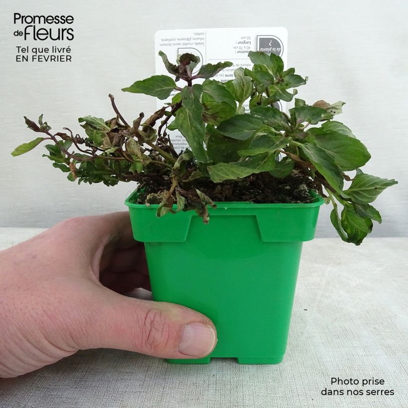 Mentha piperita Citaro - Menta piperita Vaso da Ø 10 cm/11 cm esemplare consegnato in inverno