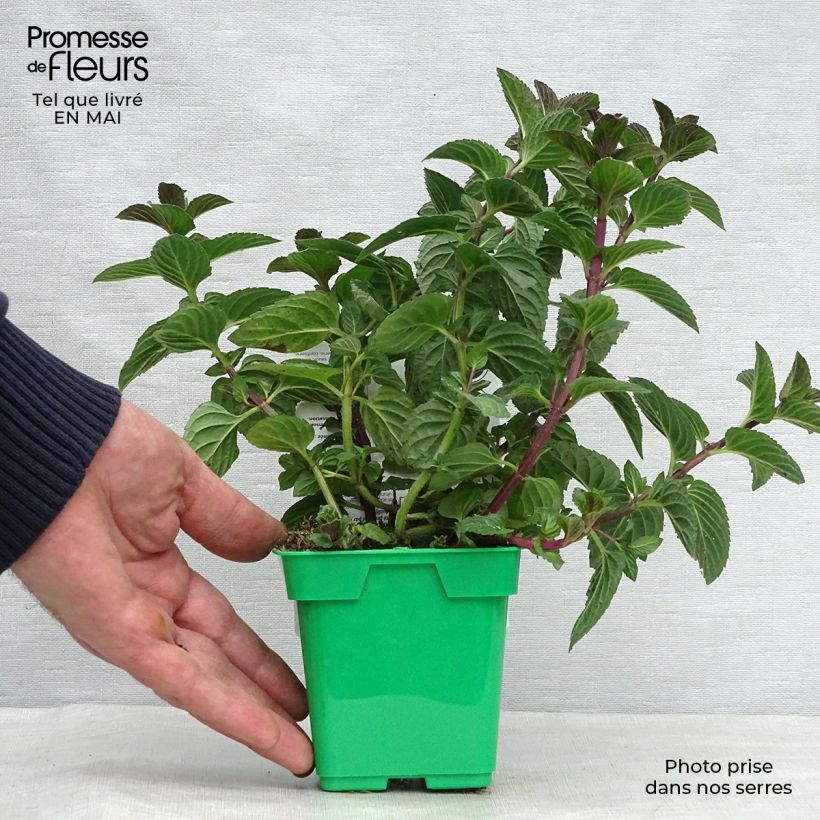 Mentha piperita Citaro - Menta piperita Vaso da Ø 10 cm/11 cm esemplare consegnato in primavera