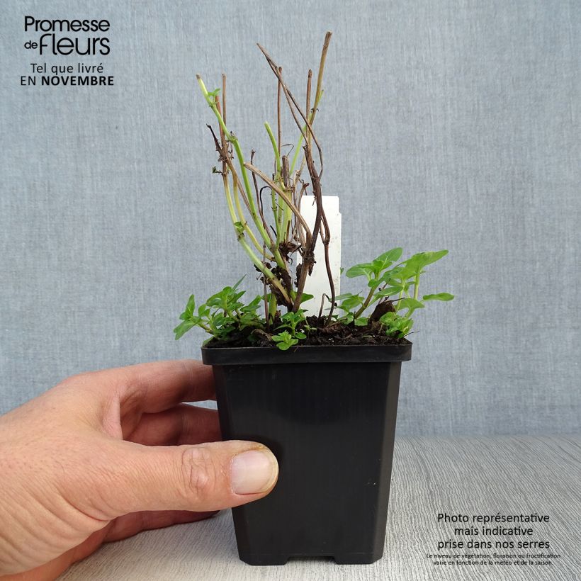 Esemplare di Mentha aquatica - Menta d'acqua Vasetto da 8/9 cm come consegnato in autunno