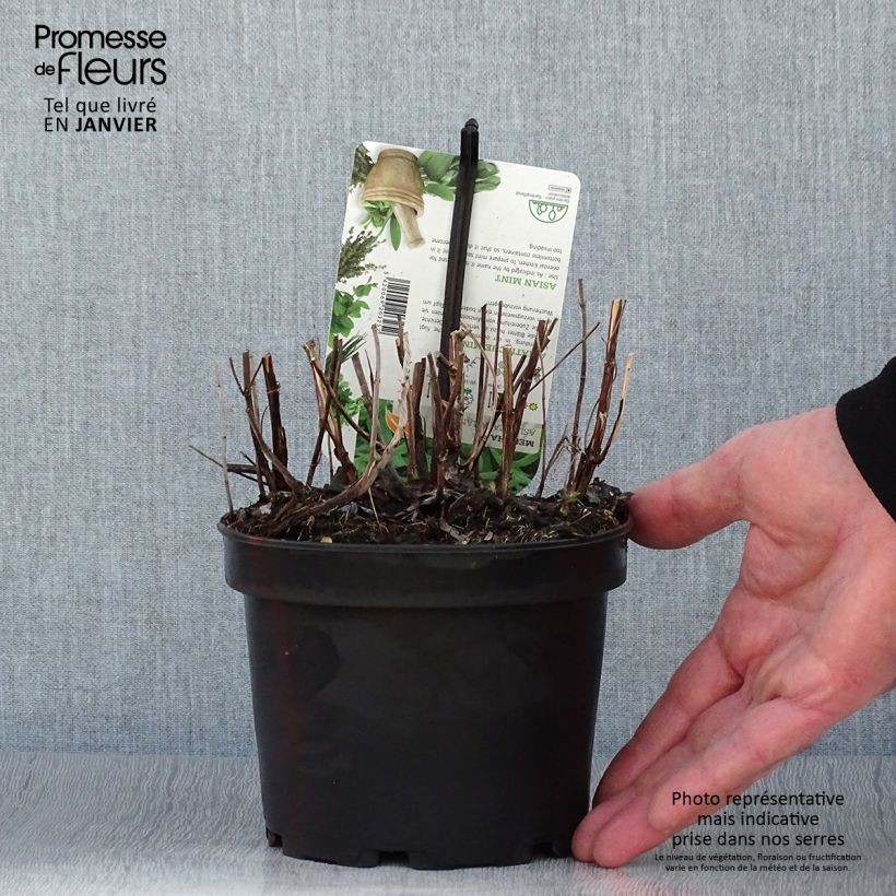 Mentha asiatica Var Asiatica - Menta asiatico Vaso da 1,5L/2L esemplare consegnato in inverno