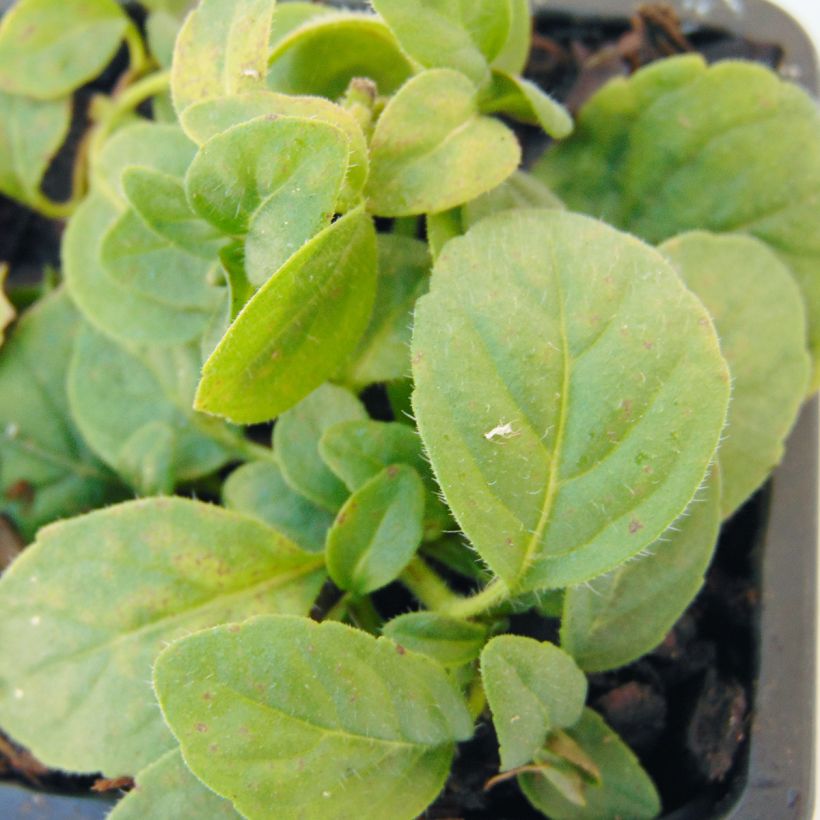 Mentha arvensis Banana Bio - Menta campestre (Fogliame)
