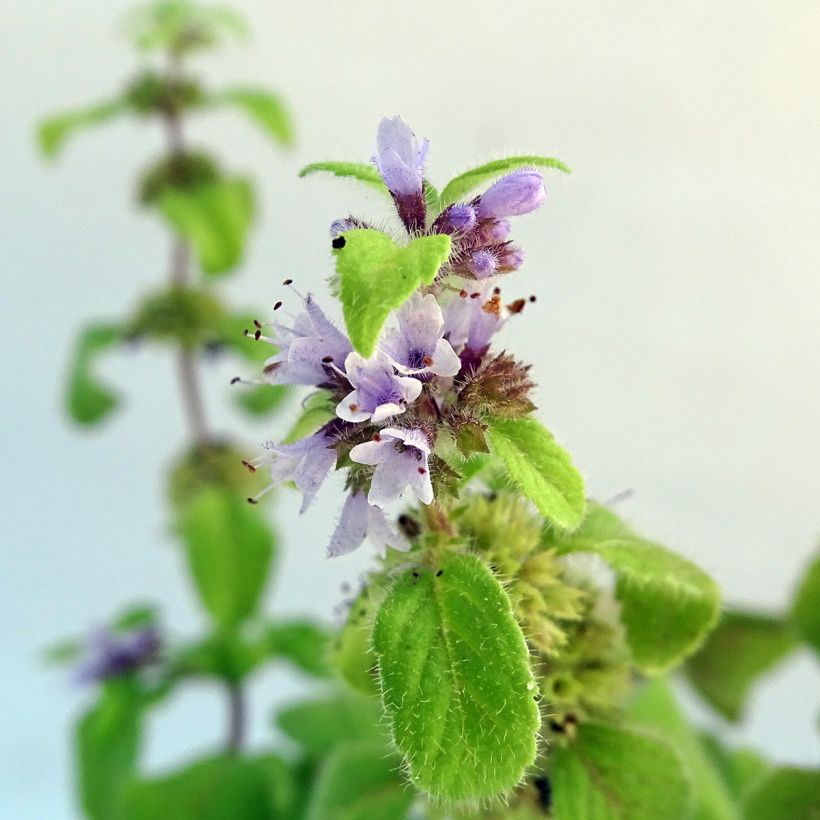 Mentha arvensis Banana Bio - Menta campestre (Fioritura)