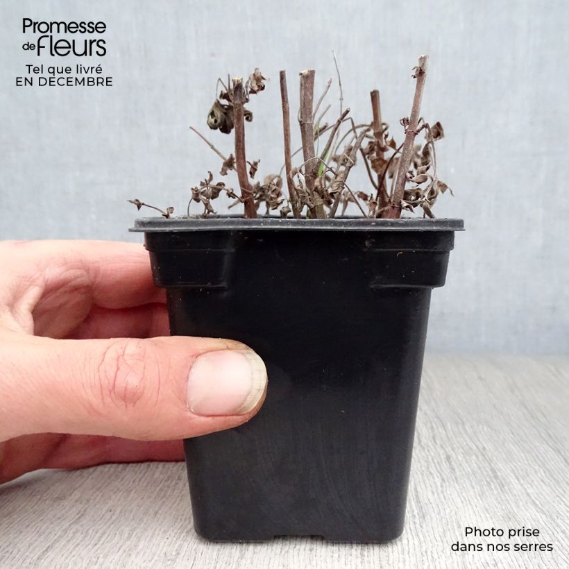 Mentha buddleiana - Menta Vasetto da 8/9 cm esemplare consegnato in inverno