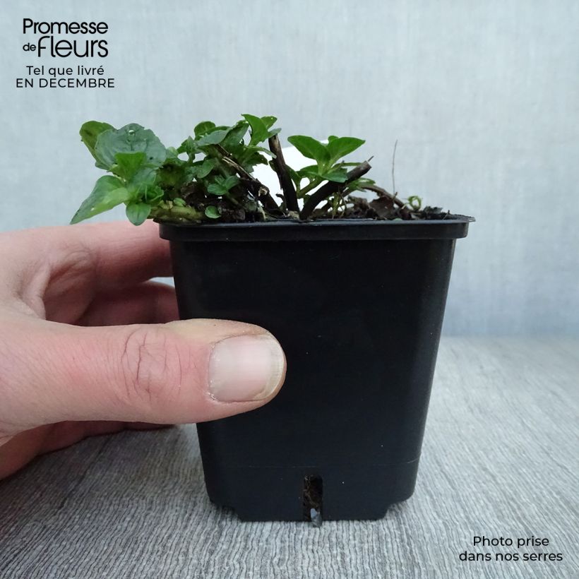Mentha piperita schocominze - Menta piperita Vasetto da 8/9 cm esemplare consegnato in inverno