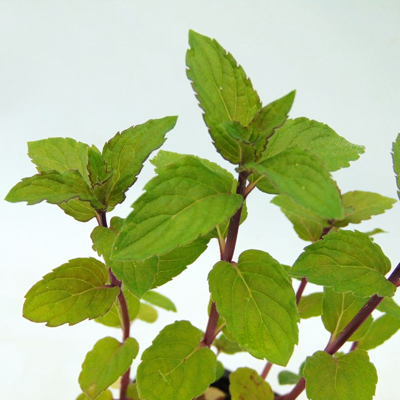 Mentha piperita schocominze - Menta piperita (Fogliame)