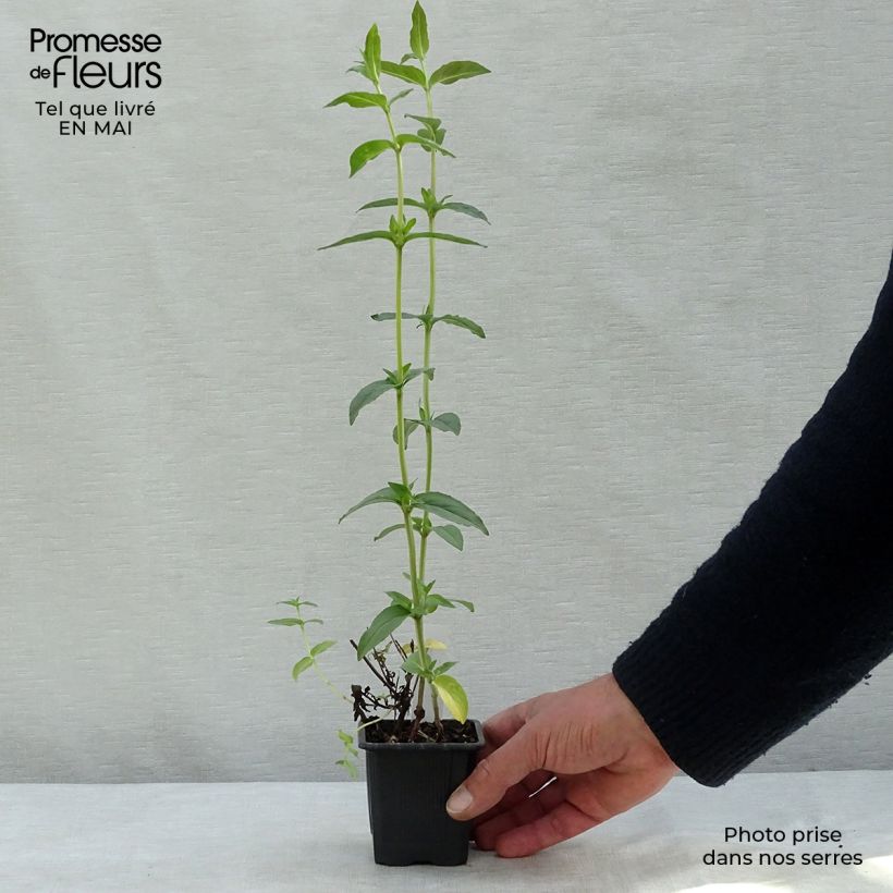 Pycnanthemum muticum - Menta di montagna Vasetto da 8/9 cm esemplare consegnato in primavera