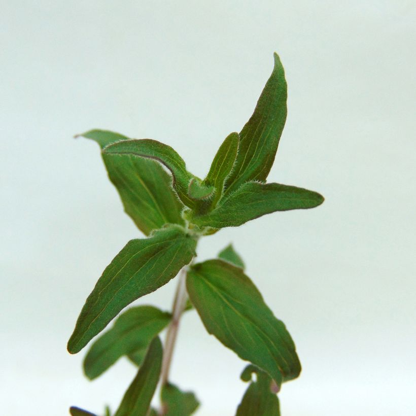 Pycnanthemum pilosum - Menta di montagna (Fogliame)