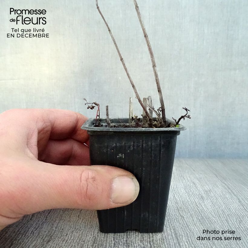 Mentha espagnole Bio - Menta Vasetto da 8/9 cm esemplare consegnato in inverno