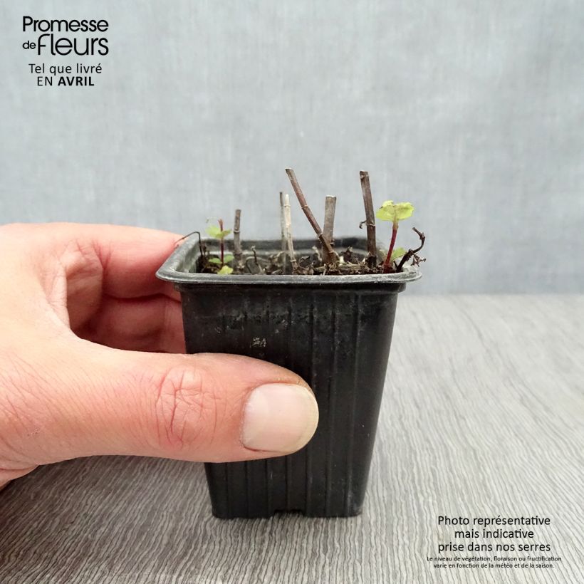 Mentha espagnole Bio - Menta Vasetto da 8/9 cm esemplare consegnato in primavera