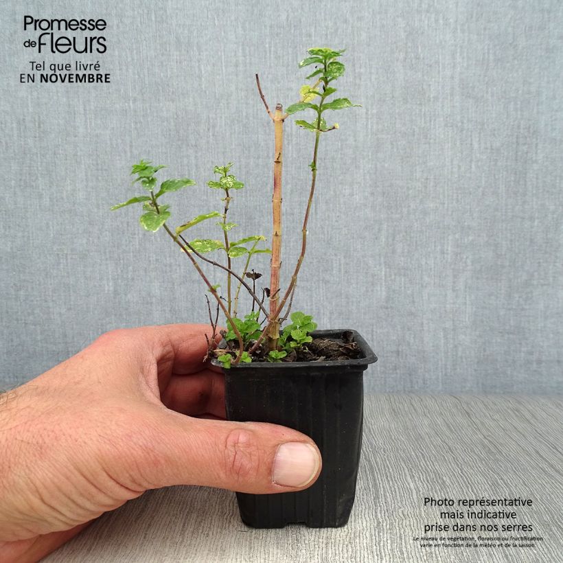 Esemplare di Mentastro verde Nannah Vasetto da 7/8 cm come consegnato in autunno