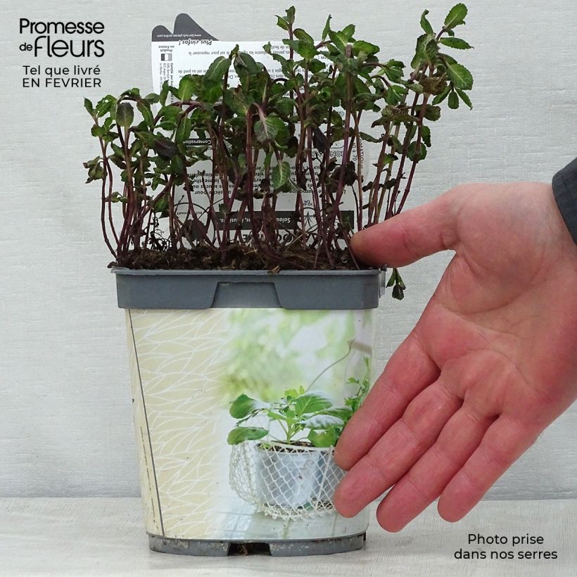 Mentastro verde Nannah Bio Vaso da 1L/1,5L esemplare consegnato in inverno