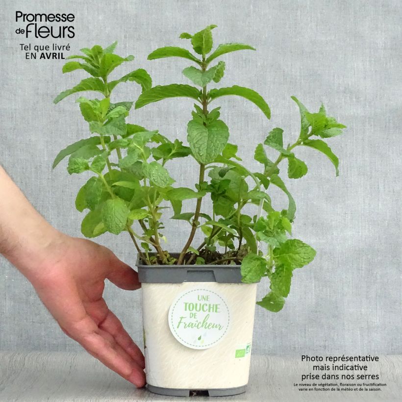 Mentastro verde Nannah Bio Vaso da 1L/1,5L esemplare consegnato in primavera