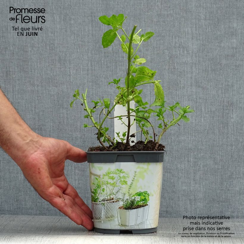 Esemplare di Mentastro verde Nannah Bio Vaso da 1L/1,5L consegnato in estate
