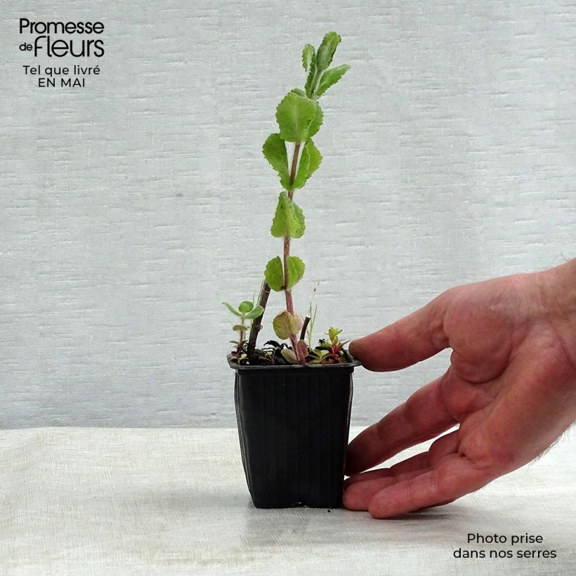 Mentha suaveolens Applefruit - Menta a foglie rotonde Vasetto da 8/9 cm esemplare consegnato in primavera