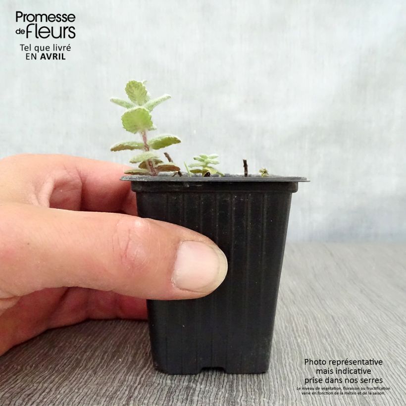 Mentha suaveolens Bio - Menta a foglie rotonde Vasetto da 8/9 cm esemplare consegnato in primavera