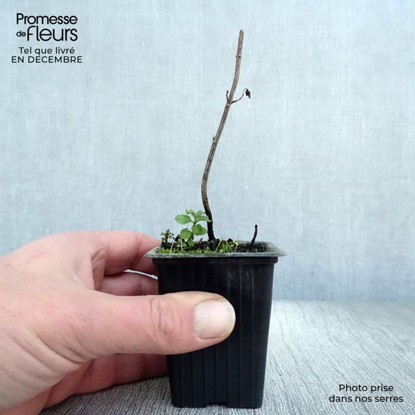 Mentha piperita Swiss - Menta piperita Vasetto da 8/9 cm esemplare consegnato in inverno