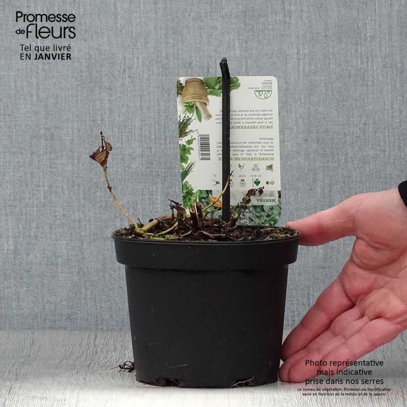 Mentha piperita Swiss - Menta piperita Vaso da 1,5L/2L esemplare consegnato in inverno
