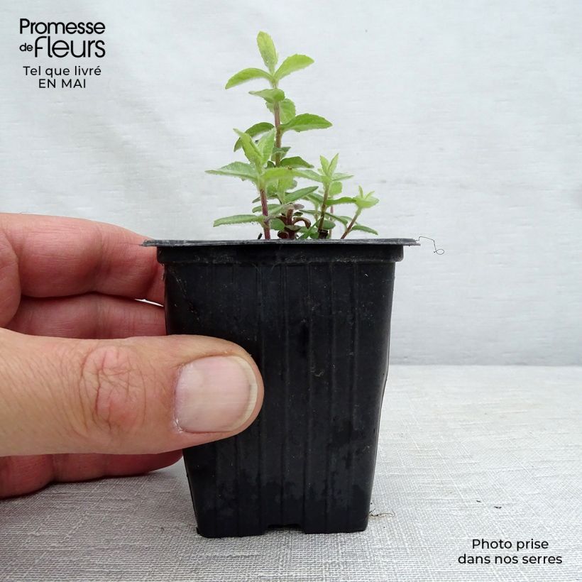 Mentha tomentosa Bio - Menta Vasetto da 8/9 cm esemplare consegnato in primavera
