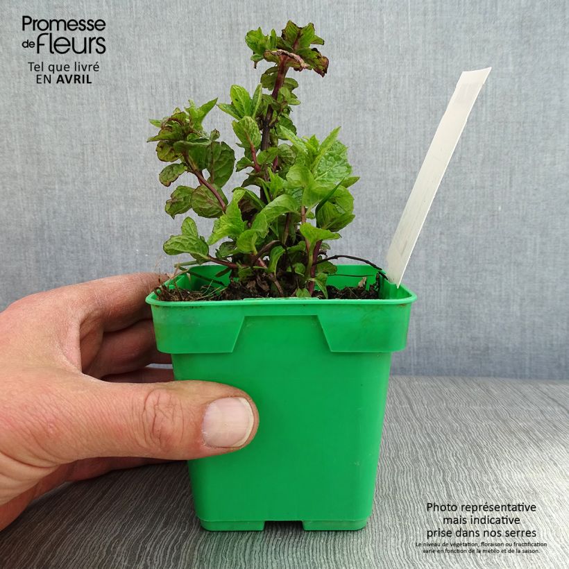 Mentastro verde Hollywood Vaso da Ø 10 cm/11 cm esemplare consegnato in primavera