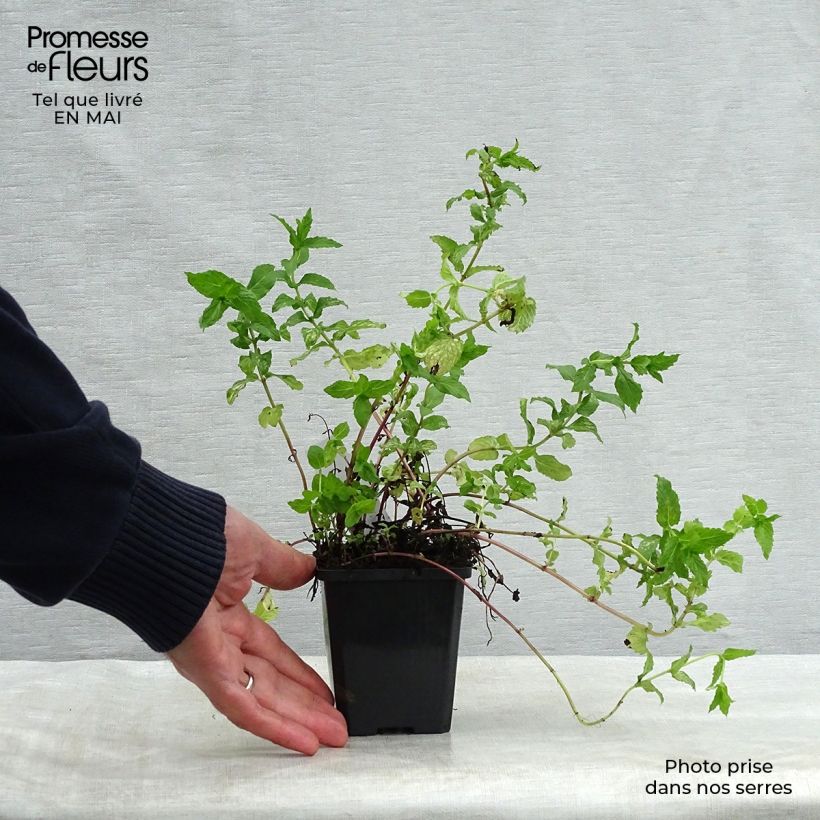 Mentastro verde Vasetto da 8/9 cm esemplare consegnato in primavera