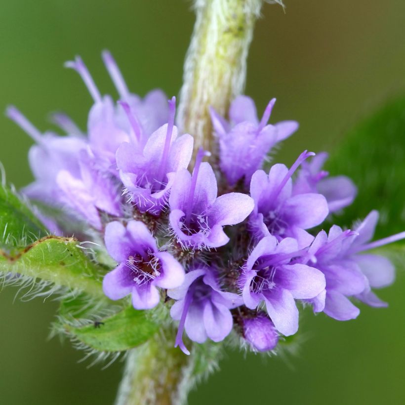 Mentha arvensis - Menta campestre (Fioritura)