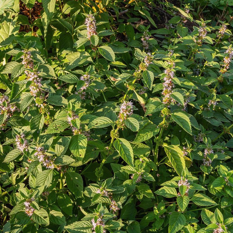 Mentha arvensis - Menta campestre (Porto)