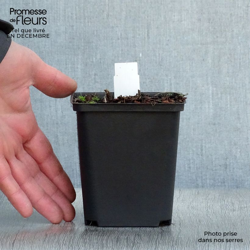 Mertensia virginica Vasetto da 8/9 cm esemplare consegnato in inverno