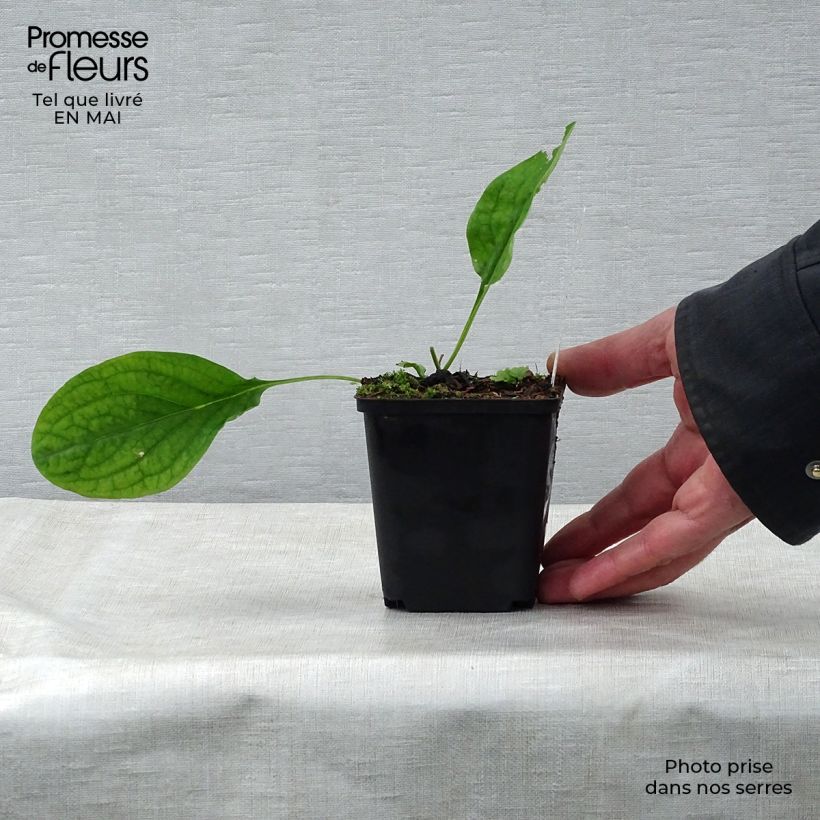 Mertensia virginica Vasetto da 8/9 cm esemplare consegnato in primavera