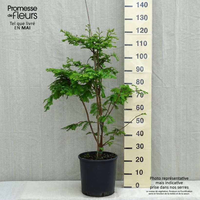 Metasequoia glyptostroboides Chubby Vaso da 12L/15L esemplare consegnato in primavera