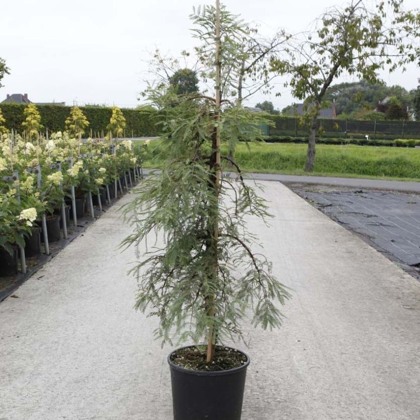 Metasequoia glyptostroboides Miss Grace (Porto)