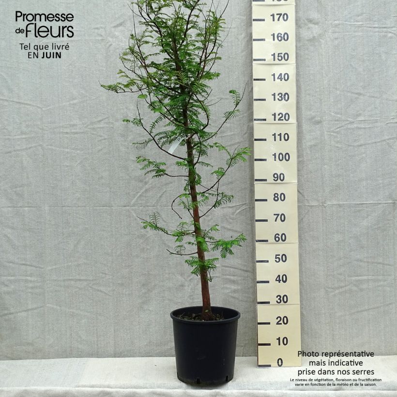 Metasequoia glyptostroboides - Abete d'acqua Vaso da 18L/20L esemplare consegnato in primavera