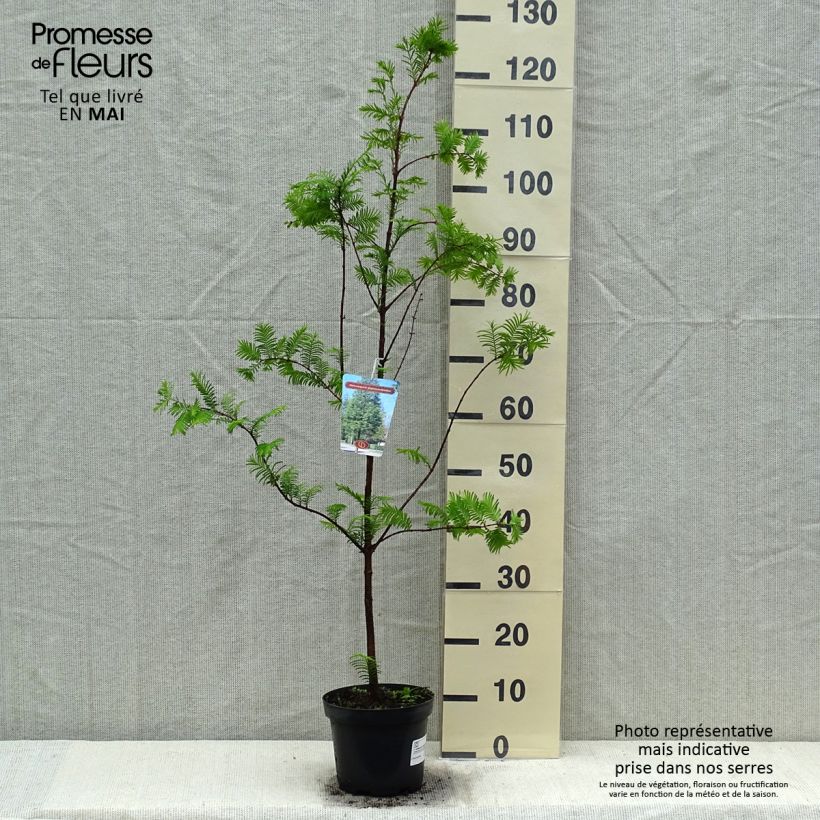 Metasequoia glyptostroboides - Abete d'acqua Vaso da 3L/4L esemplare consegnato in primavera