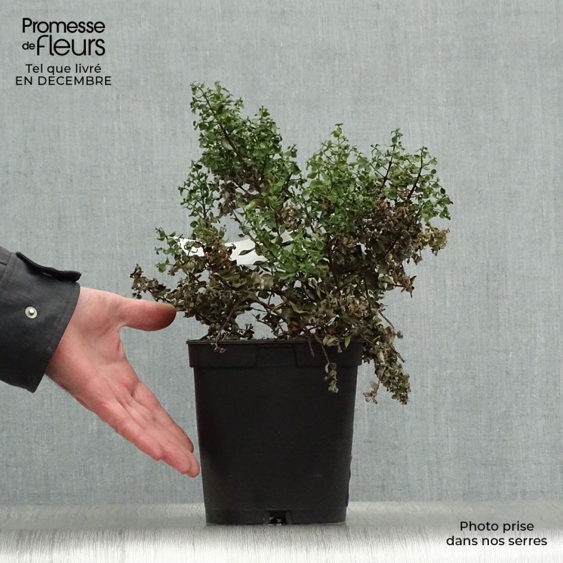 Metrosideros carmineus Ferris Wheel Vaso da 3L/4L esemplare consegnato in inverno