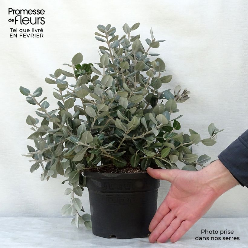 Metrosideros excelsa - Albero di Natale della Nuova Zelanda Vaso da 3L/4L esemplare consegnato in inverno