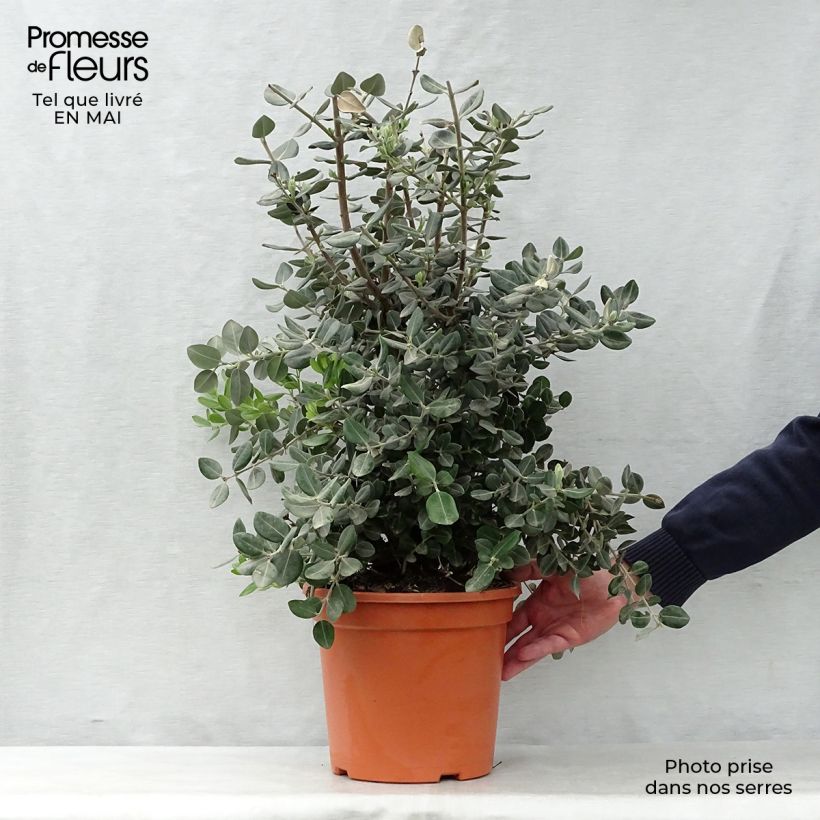 Metrosideros excelsa - Albero di Natale della Nuova Zelanda Vaso da 7,5L/10L esemplare consegnato in primavera