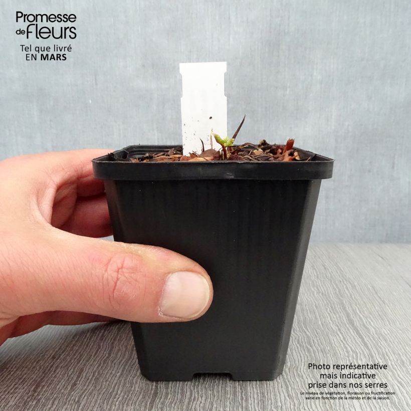 Meum athamanticum - Finocchiello Vasetto da 8/9 cm esemplare consegnato in primavera