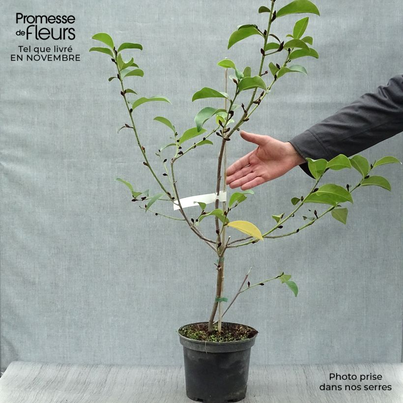 Esemplare di Magnolia Fairy Lime Vaso da 4L/5L come consegnato in autunno