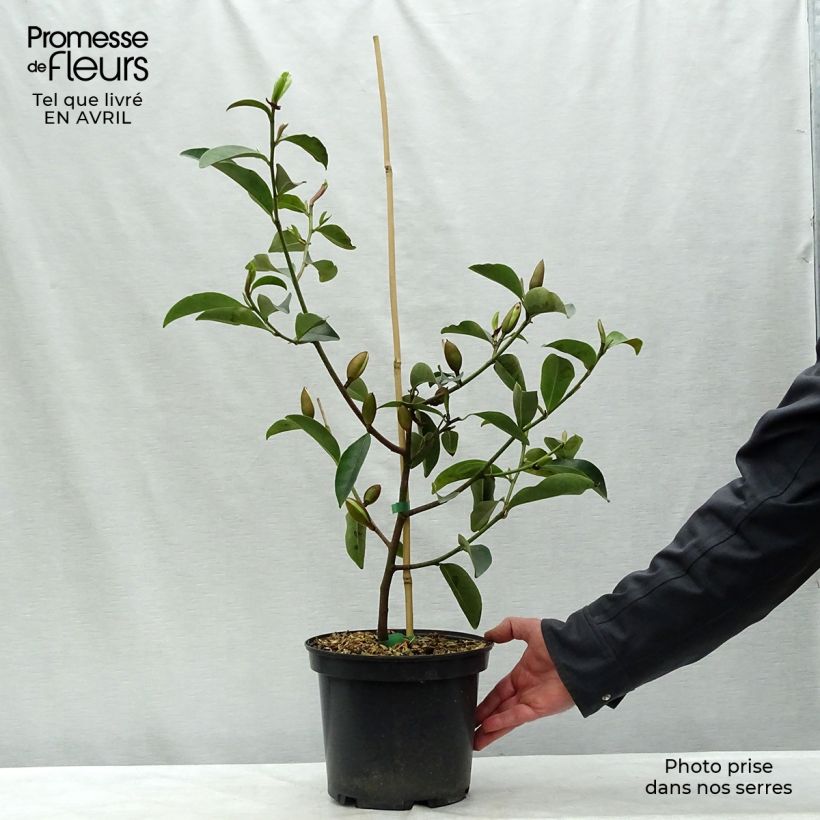 Magnolia Fairy Lime Vaso da 4L/5L esemplare consegnato in primavera