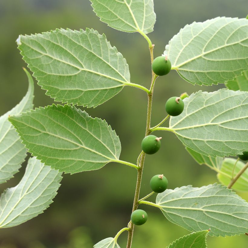 Celtis occidentalis - Bagolaro occidentale (Raccolta)