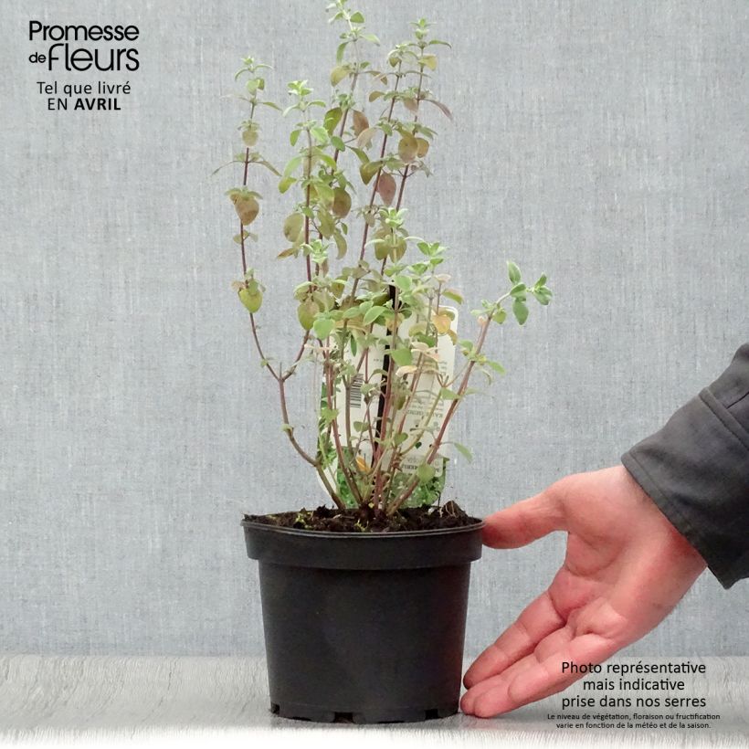 Micromeria thymifolia - Issopo del Carso Vaso da 1,5L/2L esemplare consegnato in primavera