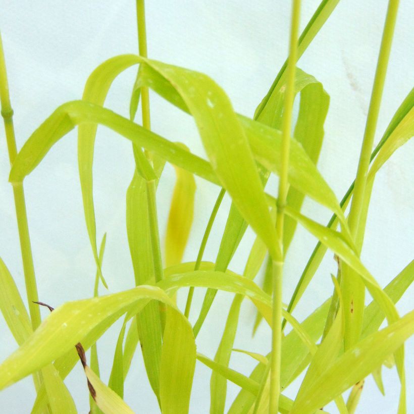 Milium effusum Aureum - Miglio selvatico (Fogliame)