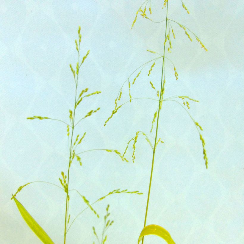 Milium effusum Aureum - Miglio selvatico (Fioritura)