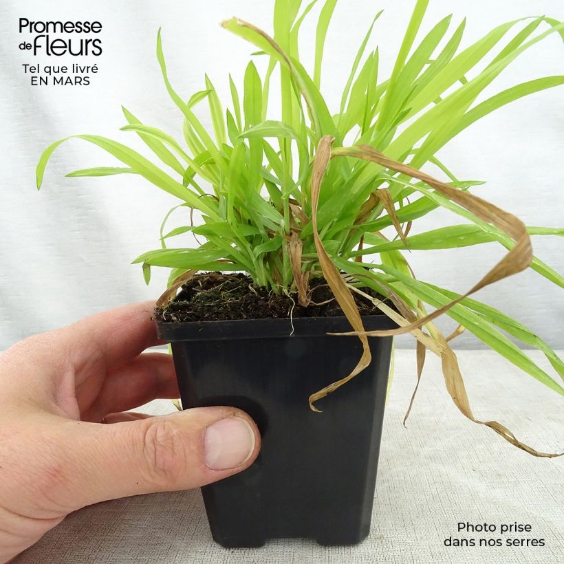 Milium effusum Aureum - Miglio selvatico Vasetto da 8/9 cm esemplare consegnato in primavera