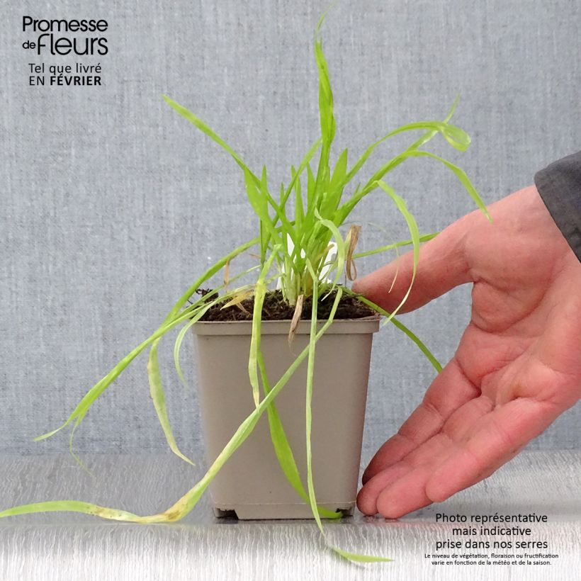 Milium effusum Aureum - Miglio selvatico Vasetto da 8/9 cm esemplare consegnato in inverno