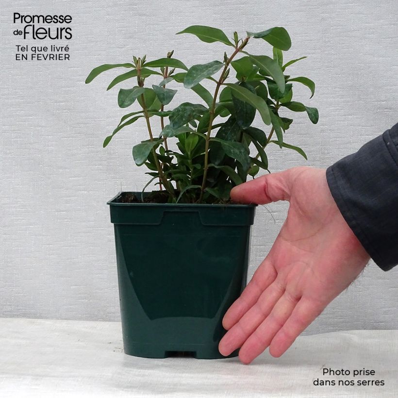 Hypericum calycinum - Iperico Vaso da 2L/3L esemplare consegnato in inverno