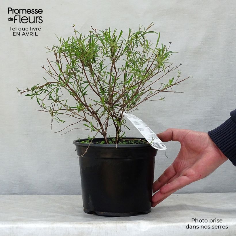 Hypericum densiflorum Buttercup - Iperico Vaso da 2L/3L esemplare consegnato in primavera